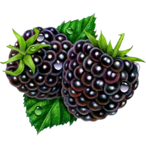 شوشان